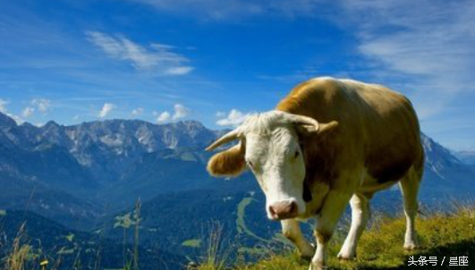 你知道属牛的人与十二生肖中哪个生肖最有姻缘吗？