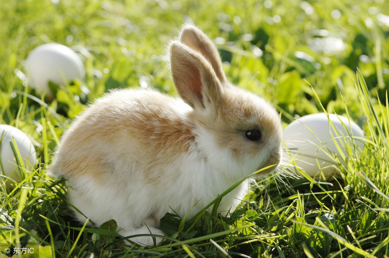 属兔人，出生1987年的可“不得了”！