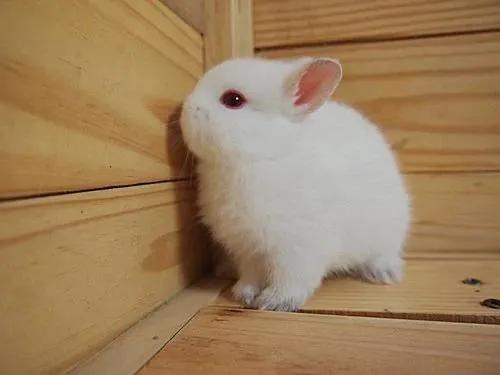 兔子冷知识——兔子性格