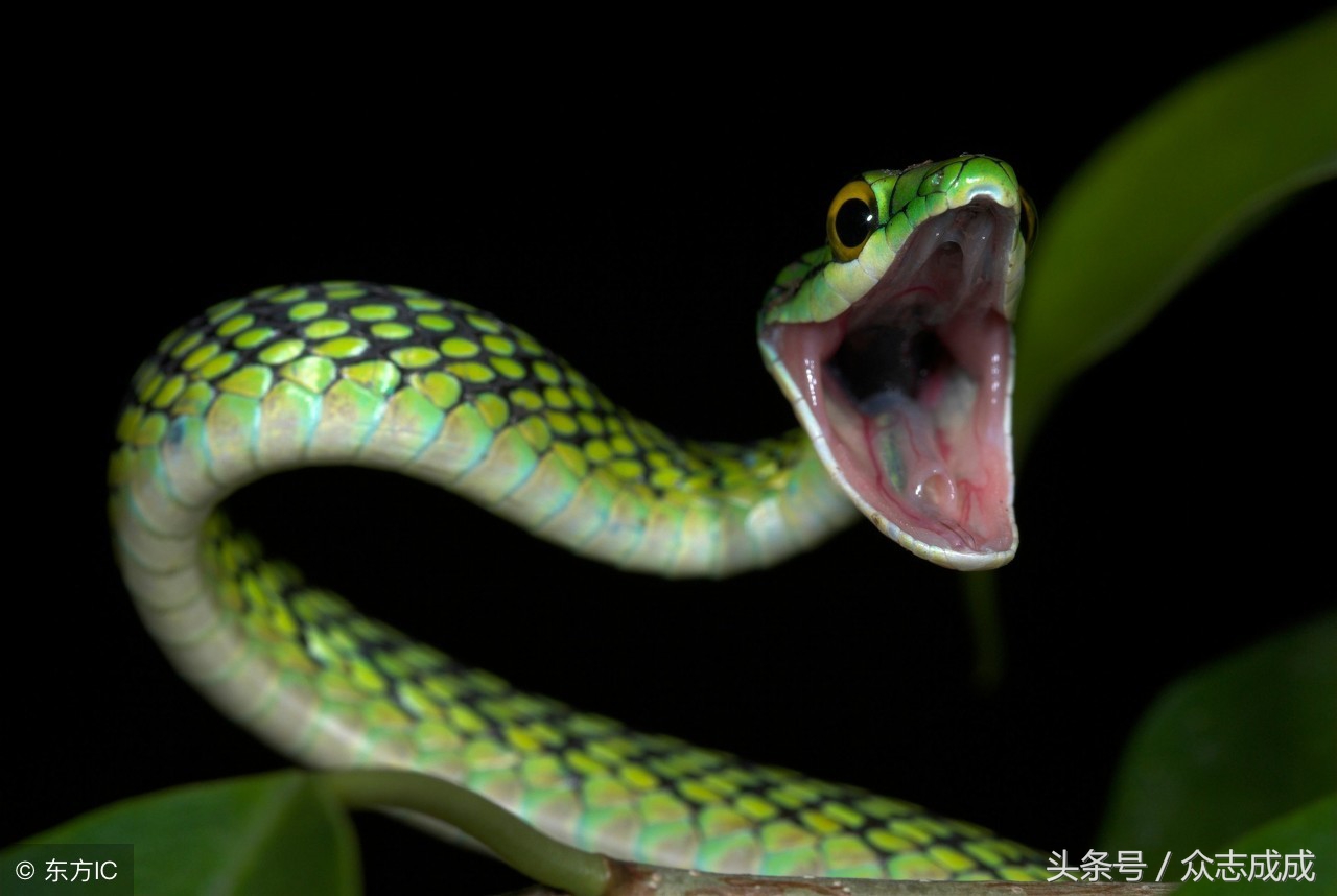 周公解梦：被蛇咬，意味着不怕凶险